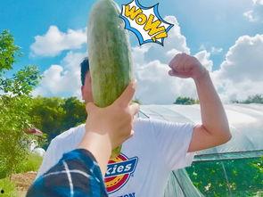 网红写真吃瓜,吃瓜群众眼中的时尚盛宴